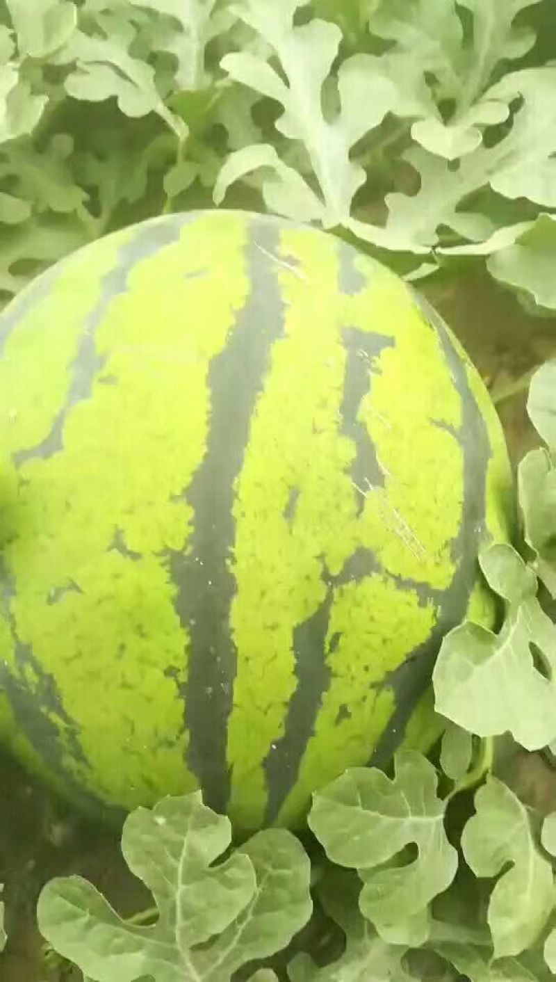 甜王西瓜10斤打底9成熟1茬