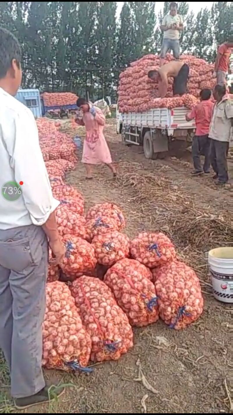 白皮蒜规格4.5公分5.0公分5.5