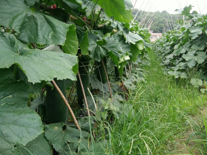 黑皮冬瓜25斤以上吊冬瓜