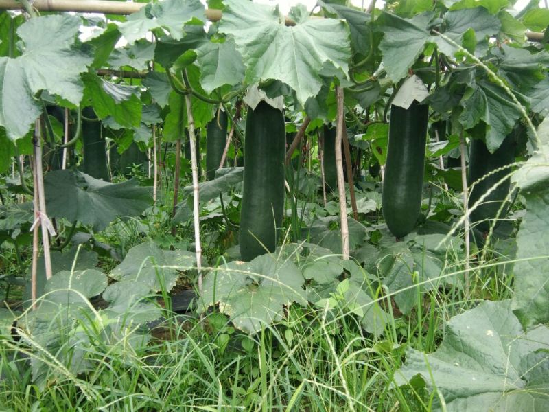 黑皮冬瓜25斤以上吊冬瓜