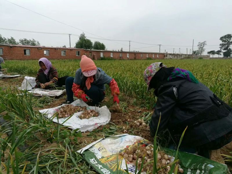 辽宁黑山独头蒜大量上市！