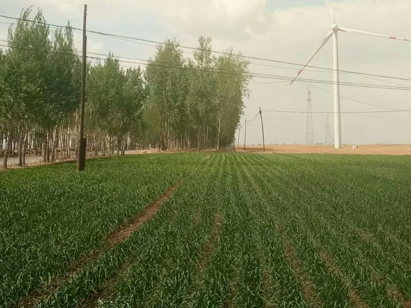 辽宁黑山独头蒜大量上市！