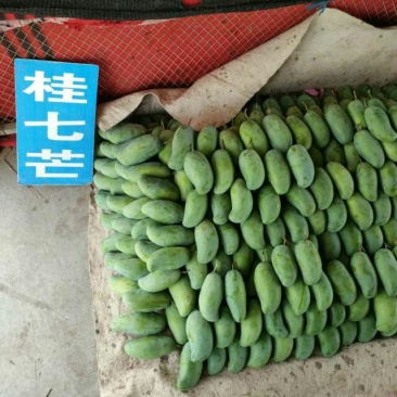 芒果苗芒果苗品种纯正