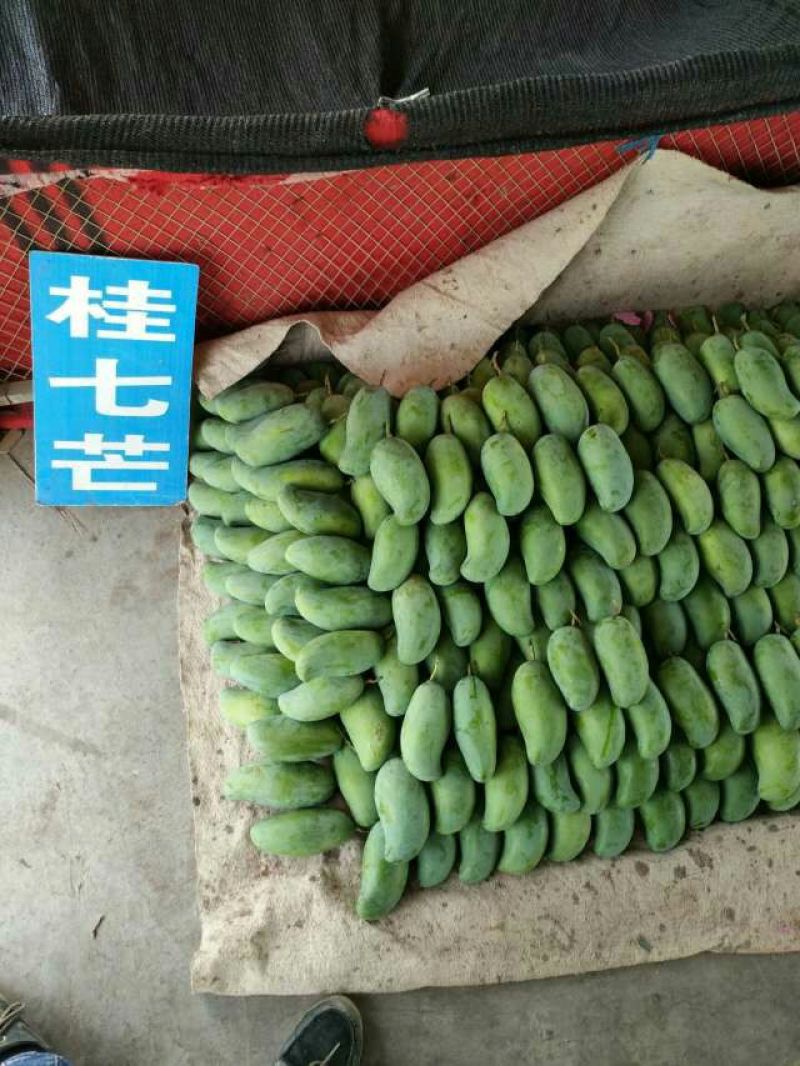 芒果苗芒果苗品种纯正