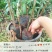 芒果苗芒果苗品种纯正