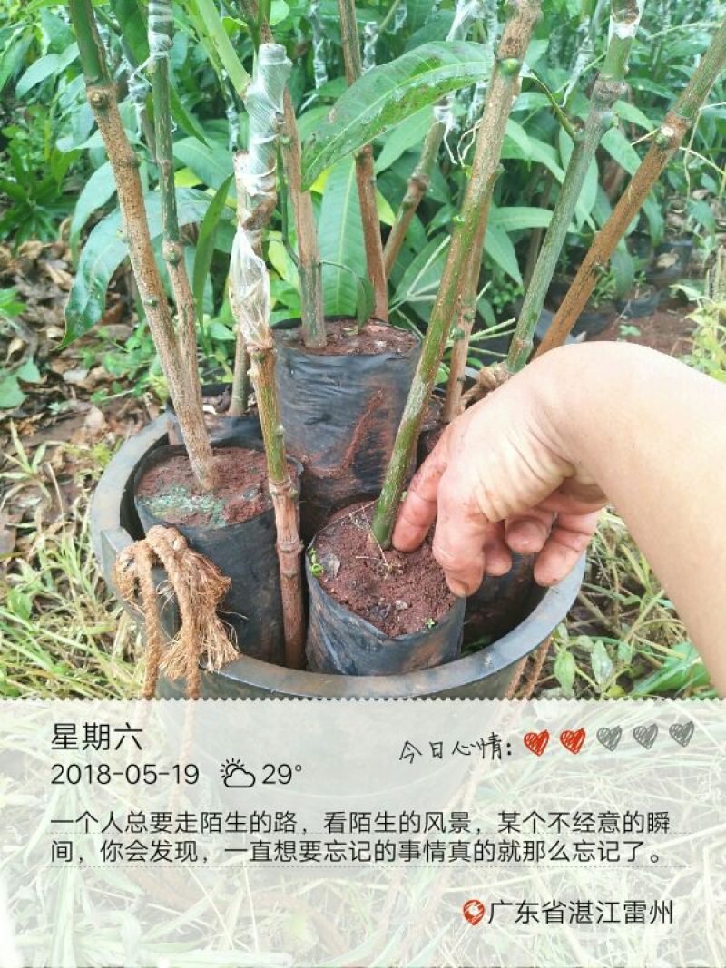 芒果苗芒果苗品种纯正