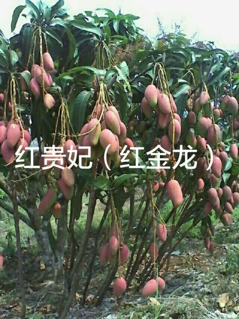 芒果苗芒果苗品种纯正