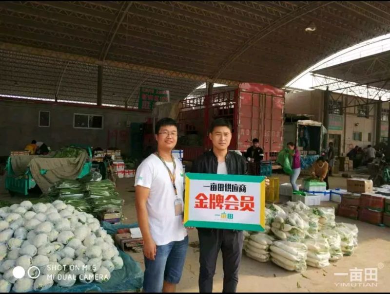 紫光圆茄产地发货量大质优欢迎联系接商超市场电商