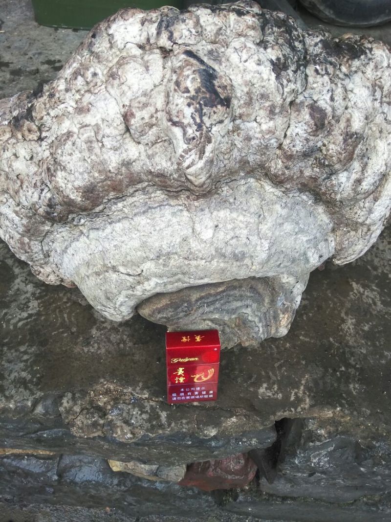 灵芝