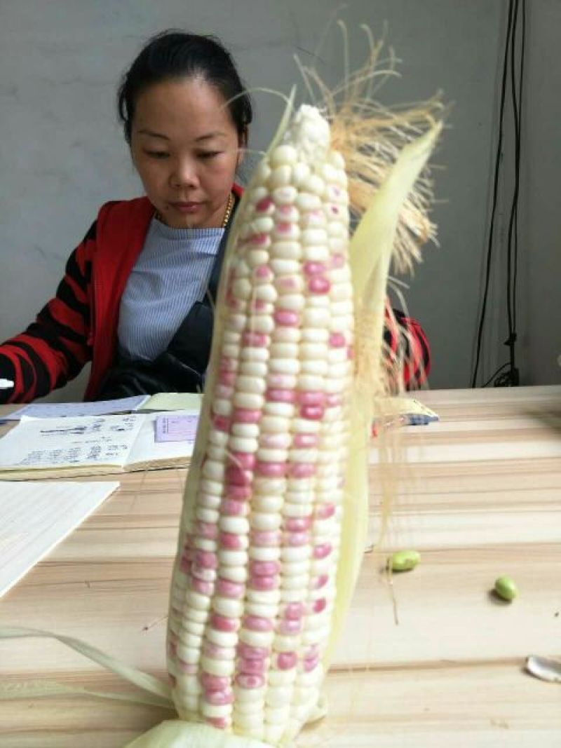 精选白糯玉米20~30%，产地直发。合作共赢！