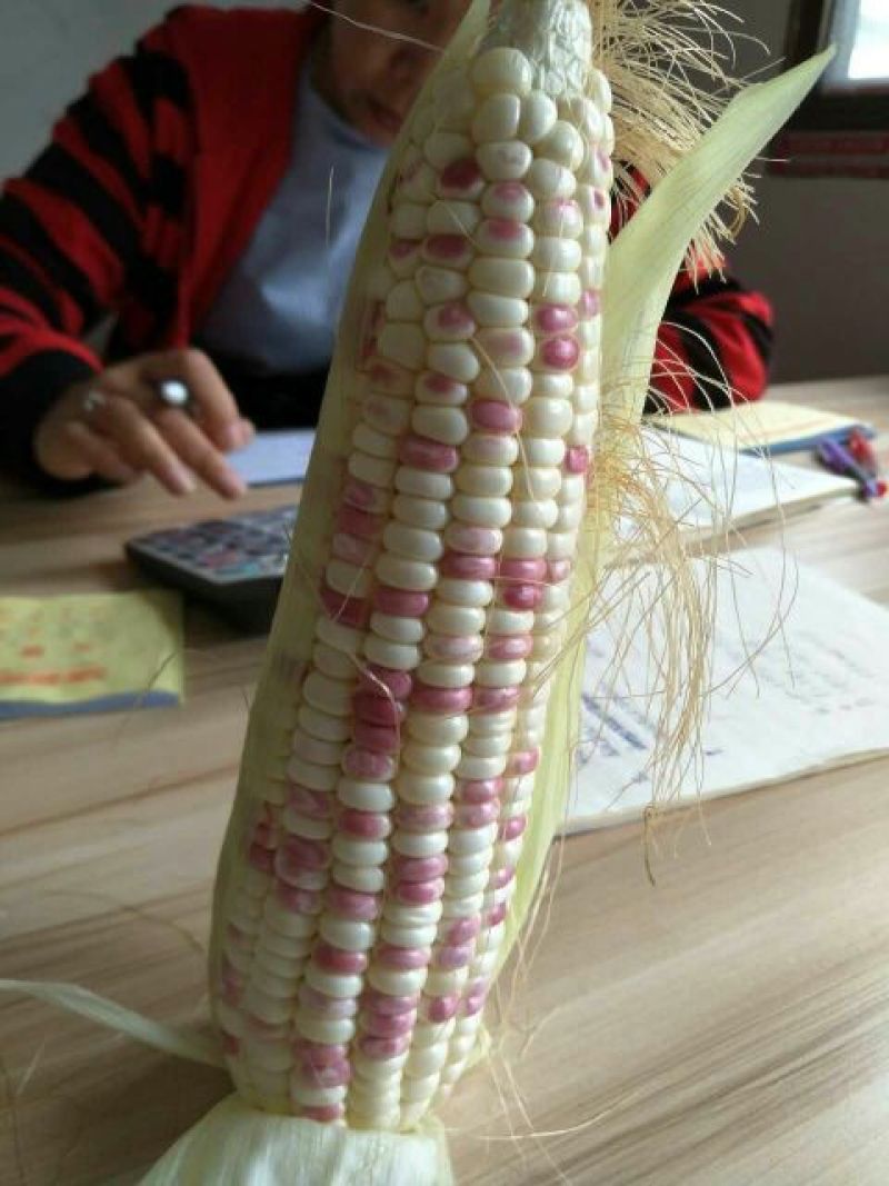 精选白糯玉米20~30%，产地直发。合作共赢！