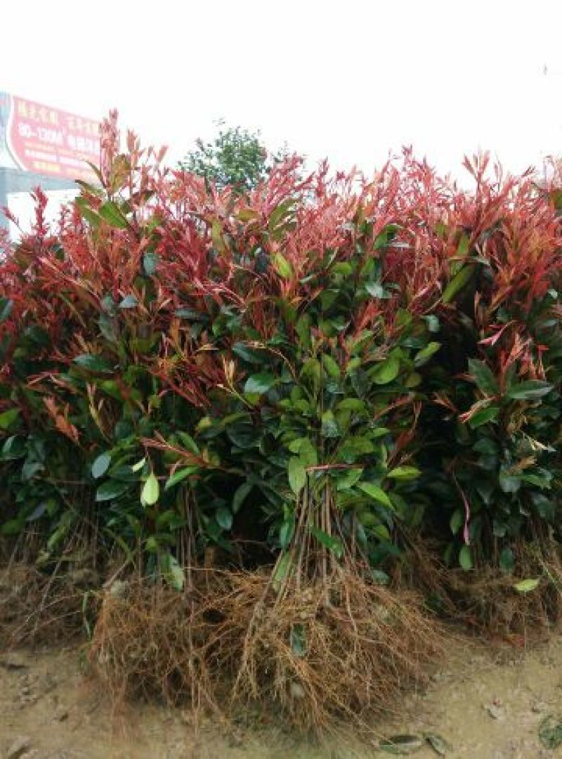 红叶石楠
