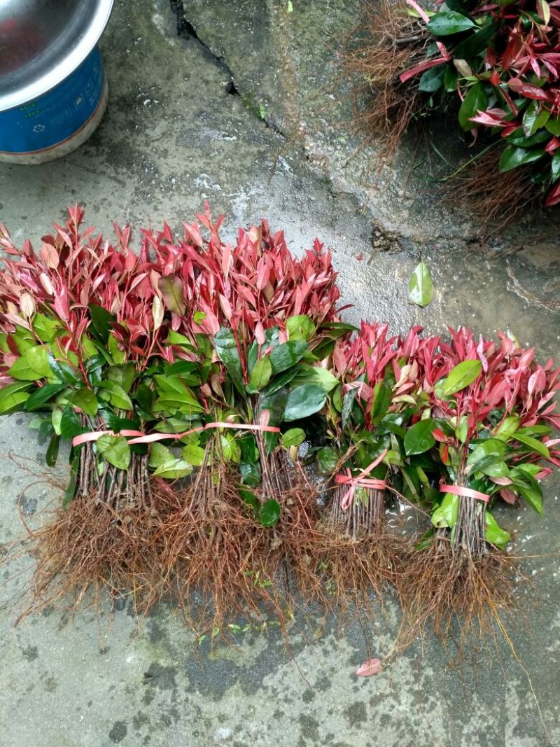 红叶石楠
