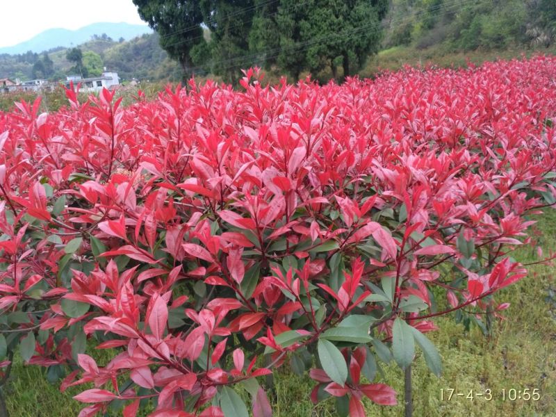 红叶石楠