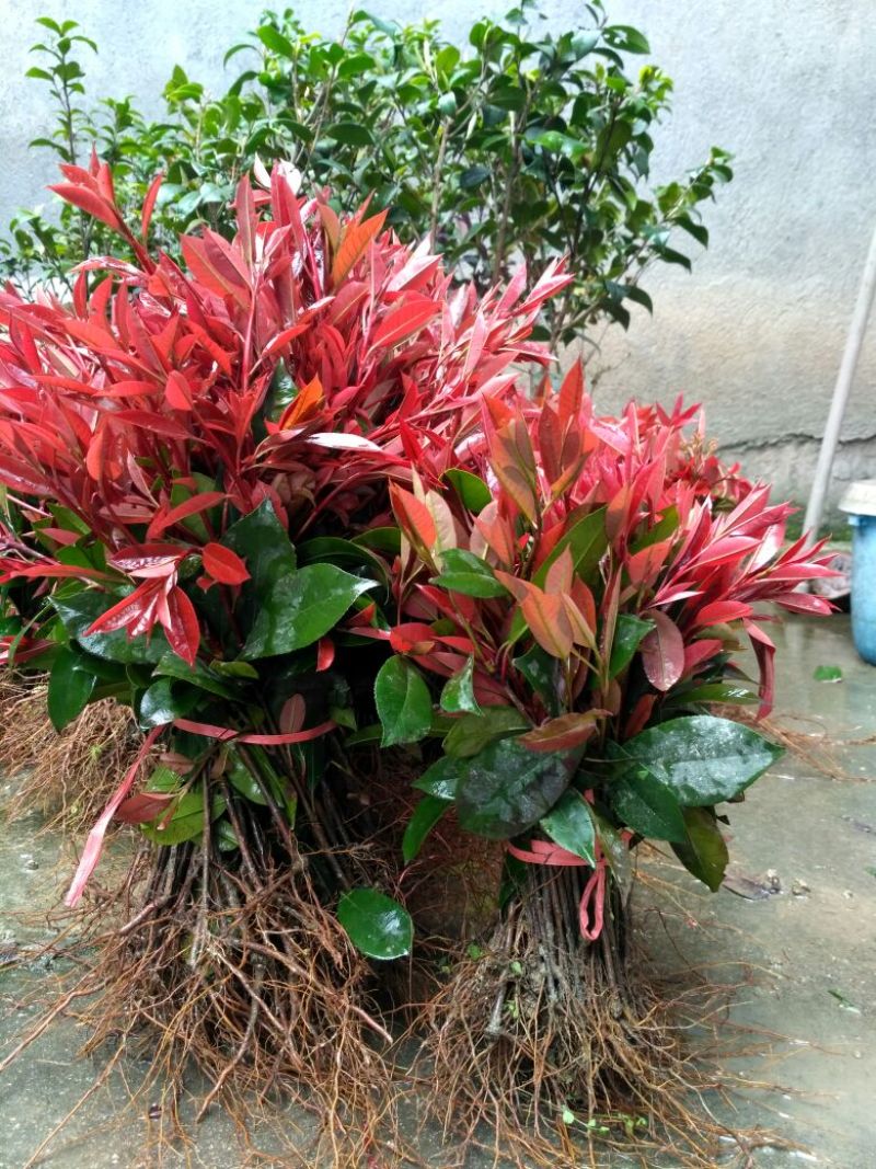 红叶石楠