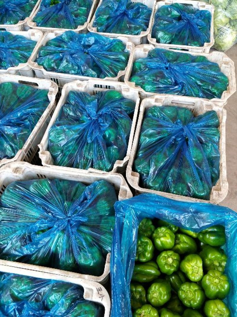 优质青椒大量青椒可装筐