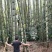 竹签竹撑、果撑