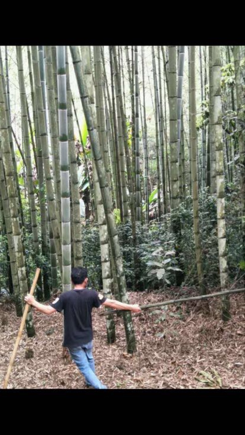 竹签竹撑、果撑