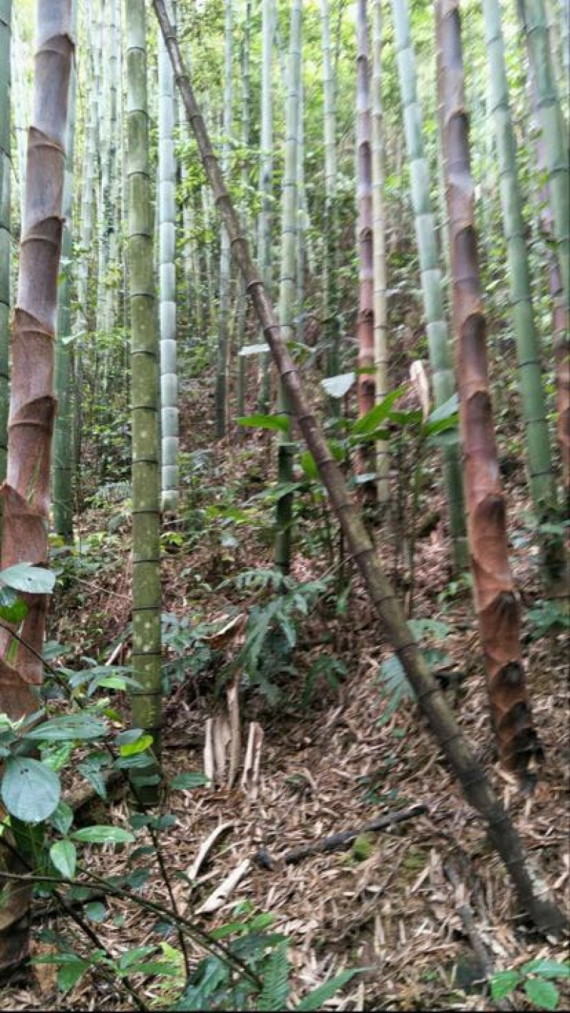 竹签竹撑、果撑