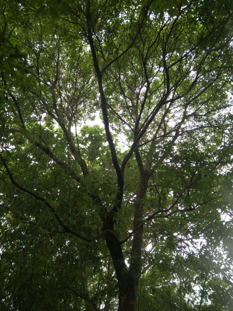 30年树龄野生香樟树