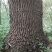 30年树龄野生香樟树