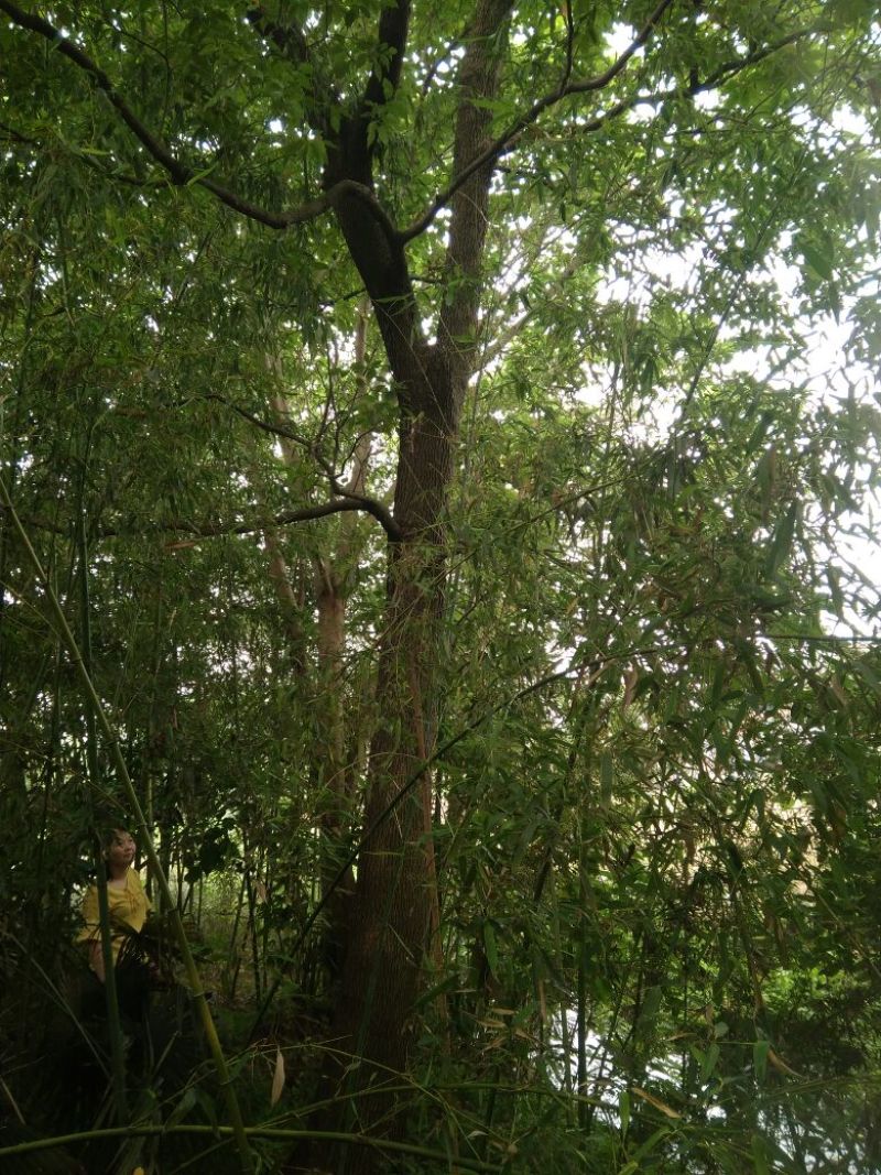 30年树龄野生香樟树
