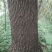 30年树龄野生香樟树