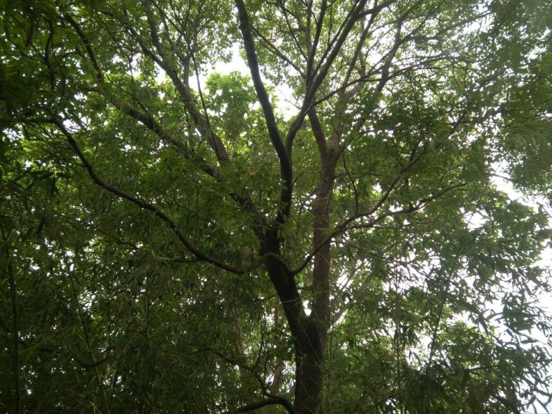 30年树龄野生香樟树