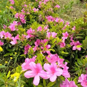 开红花杜鹃