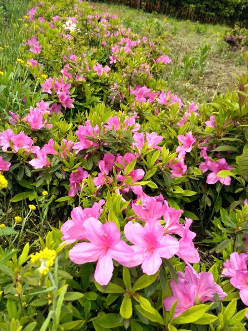 开红花杜鹃