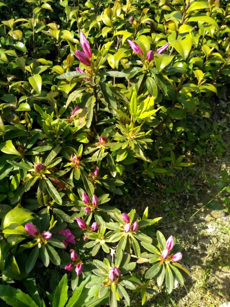 开红花杜鹃