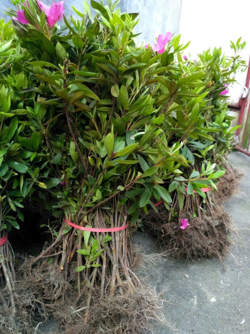 开红花杜鹃