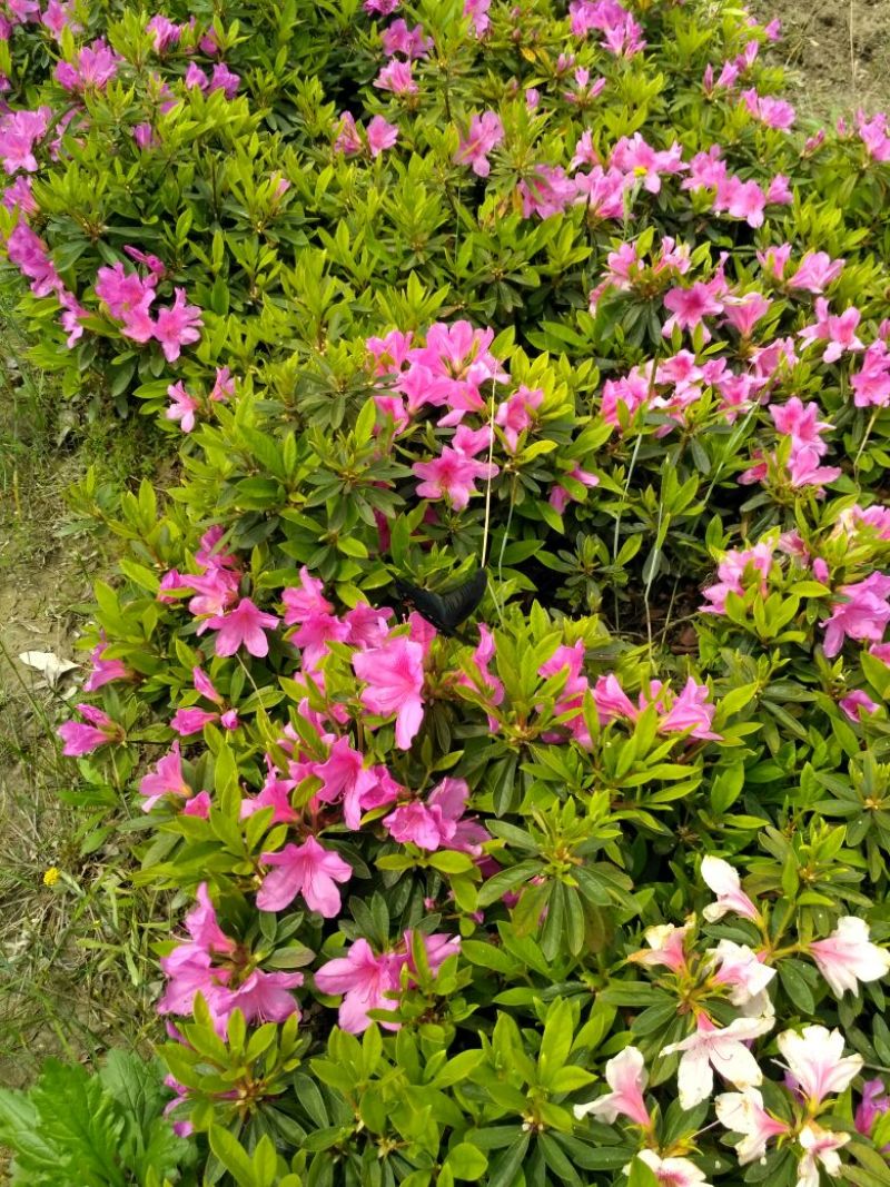 开红花杜鹃