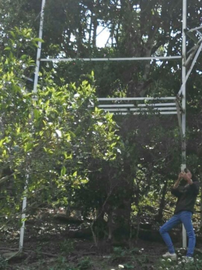 普洱茶深山古茶古树茶春茶自家基地