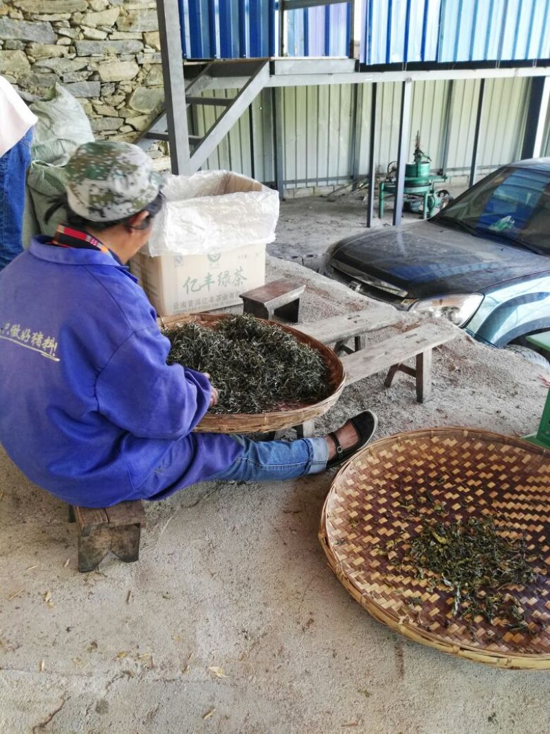 普洱茶深山古茶古树茶春茶自家基地