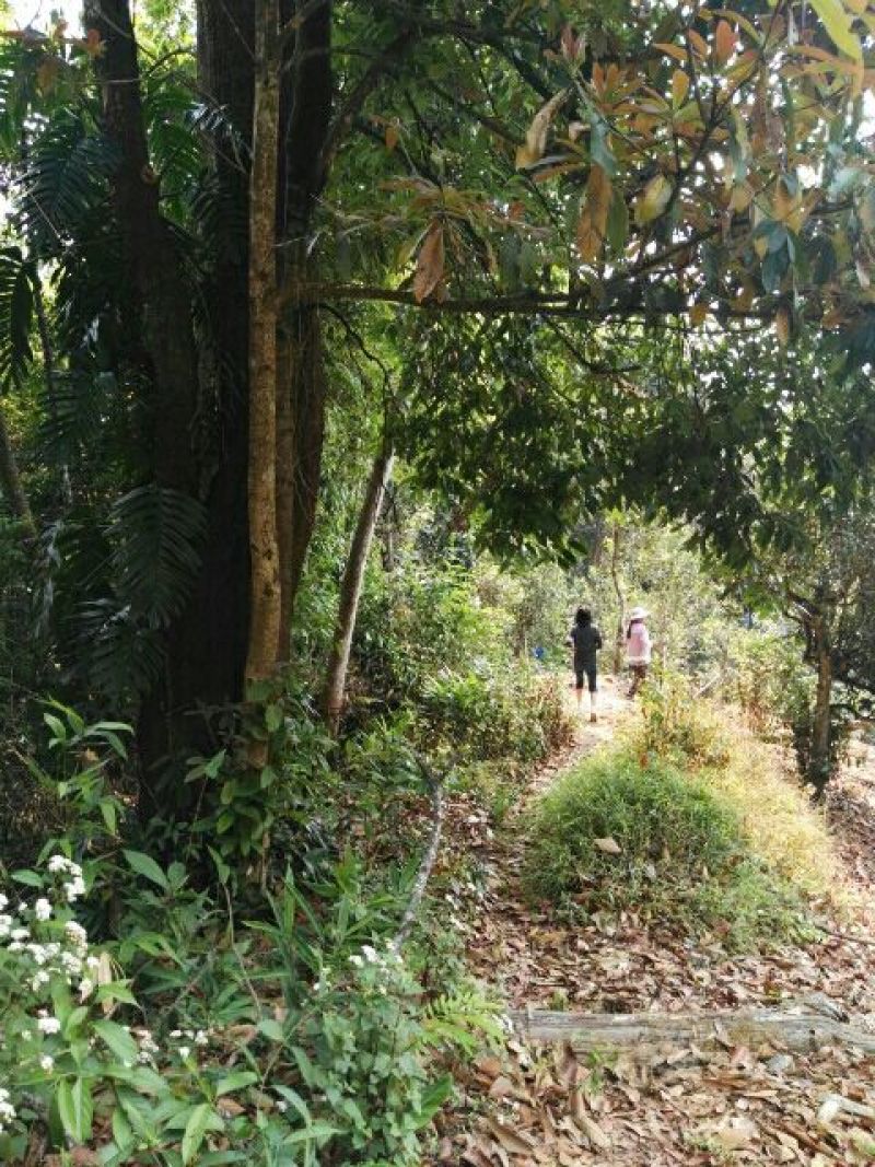 普洱茶深山古茶古树茶春茶自家基地