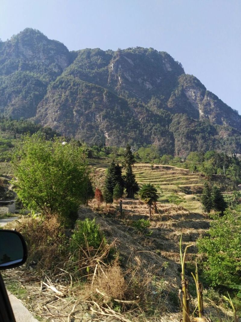 普洱茶深山古茶古树茶春茶自家基地