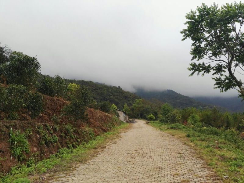 普洱茶深山古茶古树茶春茶自家基地