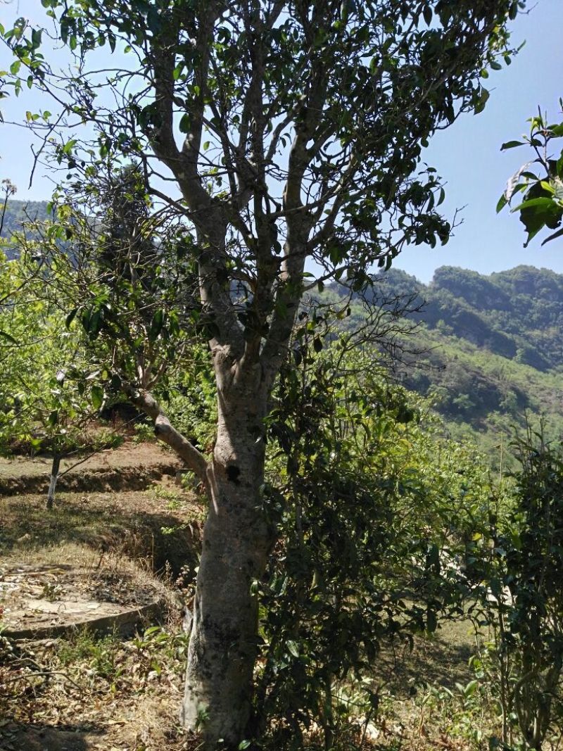 普洱茶深山古茶古树茶春茶自家基地