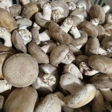 鲜香菇