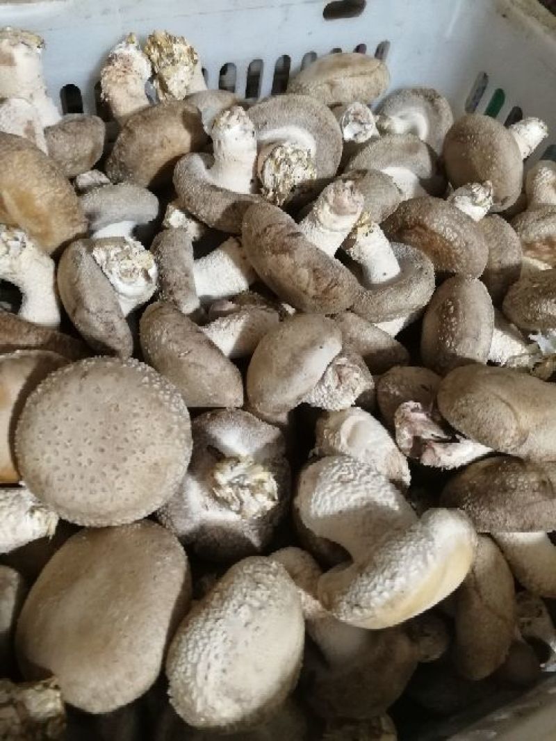 鲜香菇