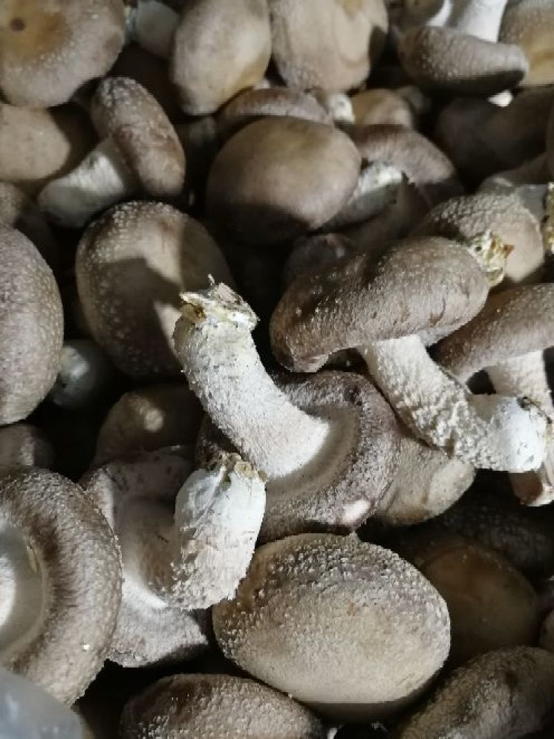 鲜香菇