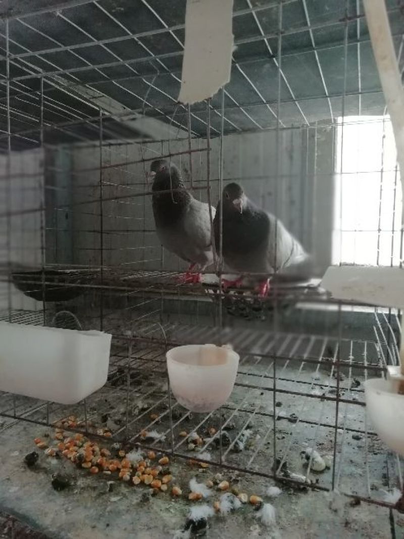大量出售银王鸽种鸽和白羽王种鸽