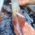 手钓鱿鱼食用冰冻可刺身