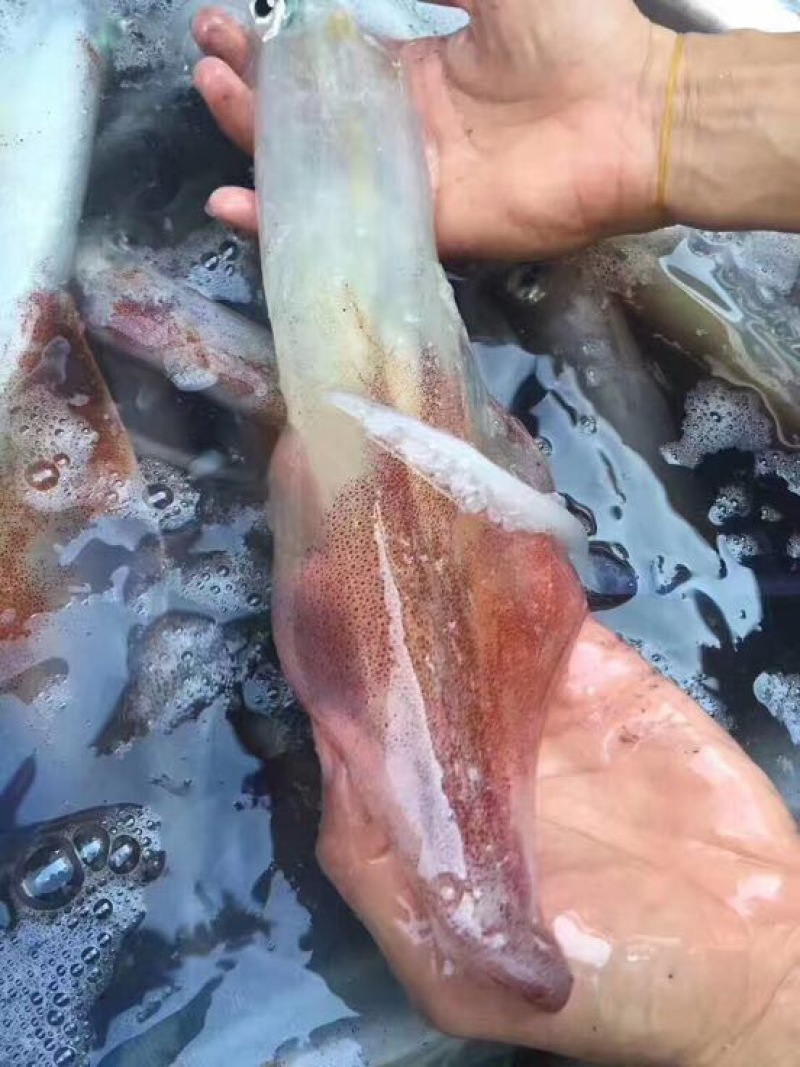 手钓鱿鱼食用冰冻可刺身
