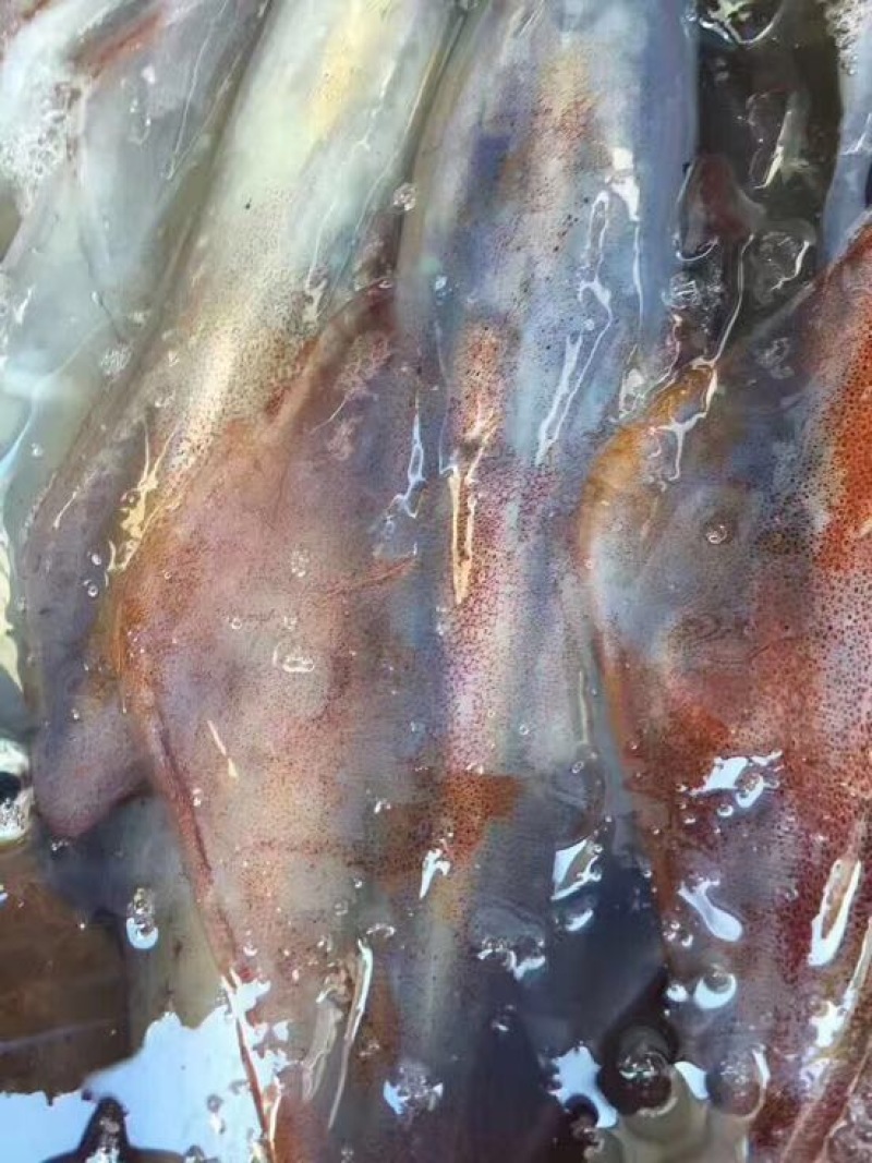 手钓鱿鱼食用冰冻可刺身