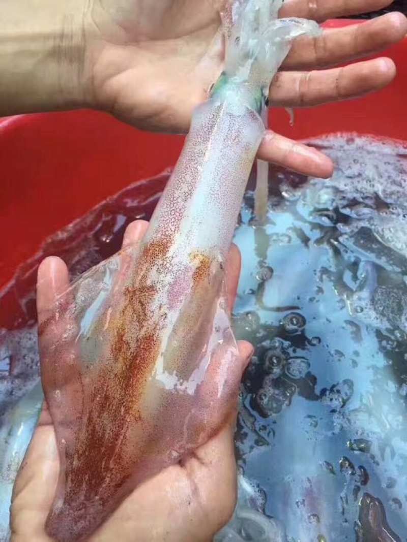 手钓鱿鱼食用冰冻可刺身
