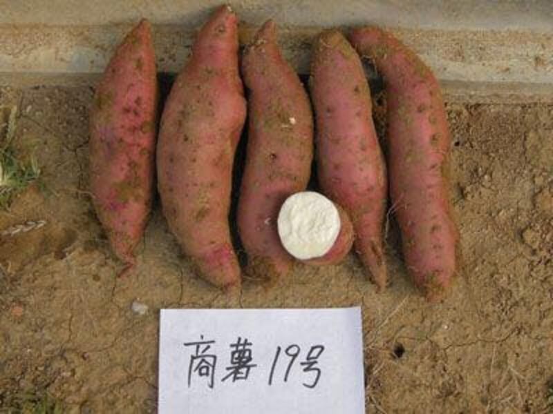 商薯19红薯种