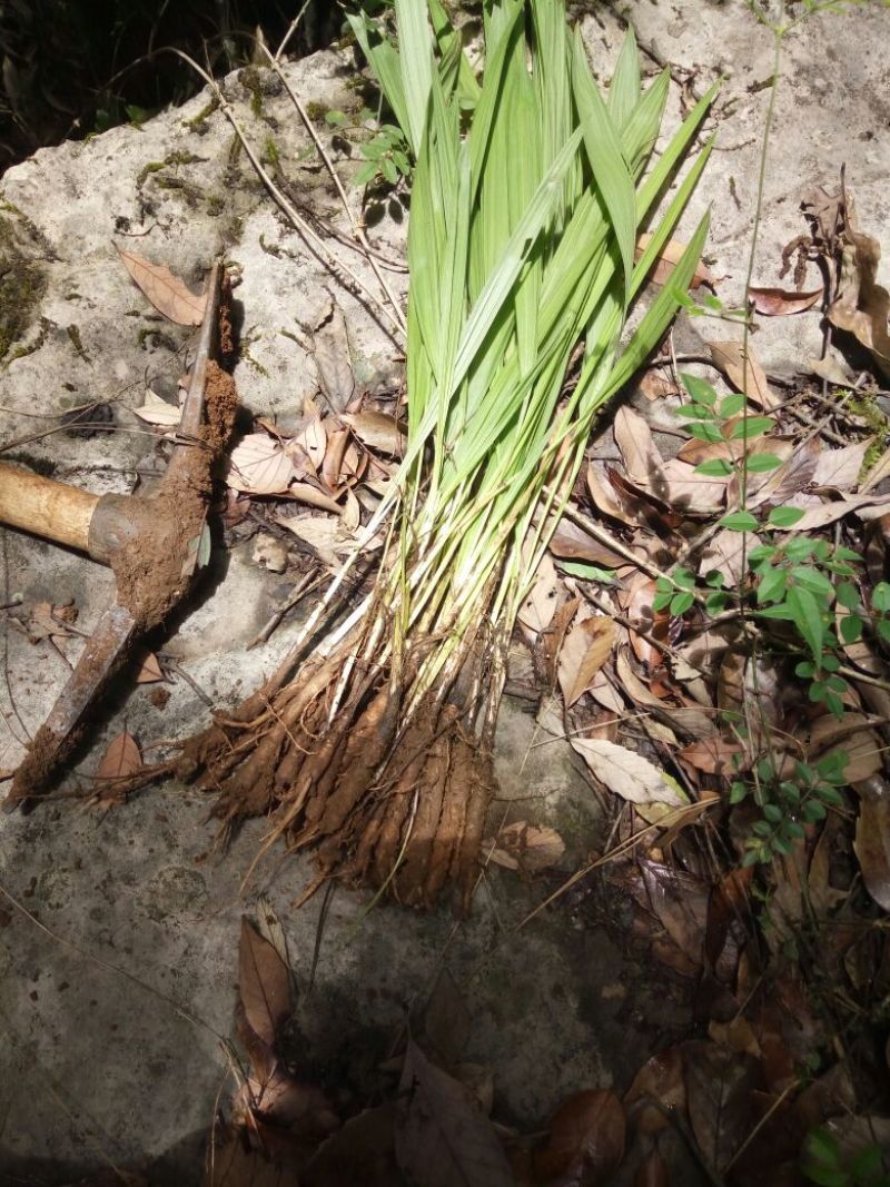 {云南}——{野生}——{仙茅}