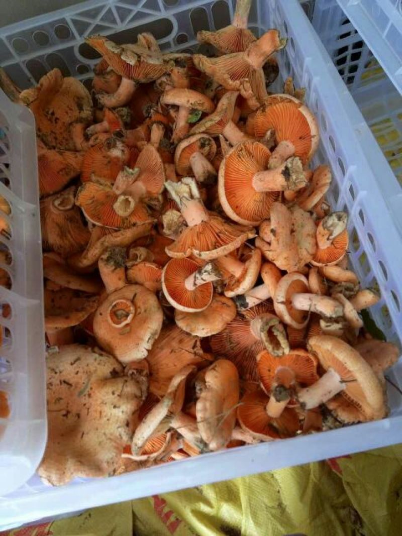 松树菌一级